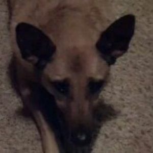 Meet your Posher, Dawn